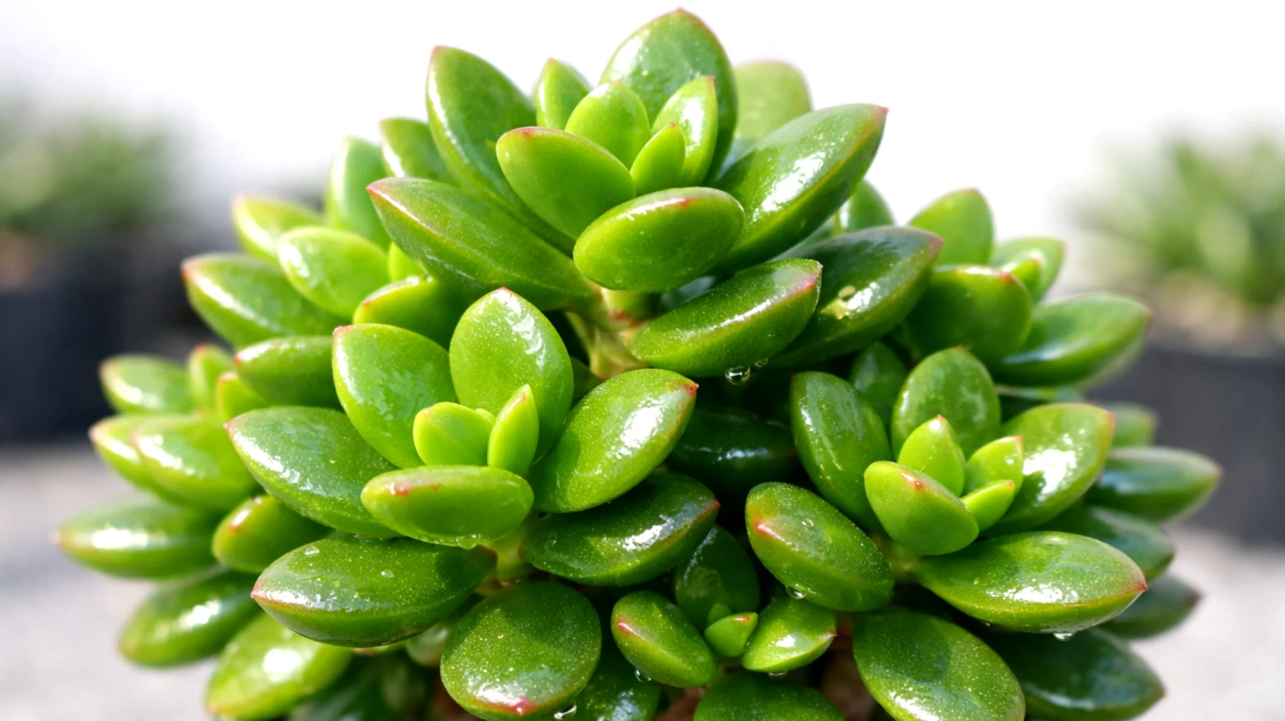 Crassula"